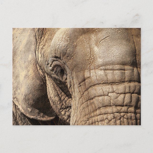 Elephant Postcard (Front)