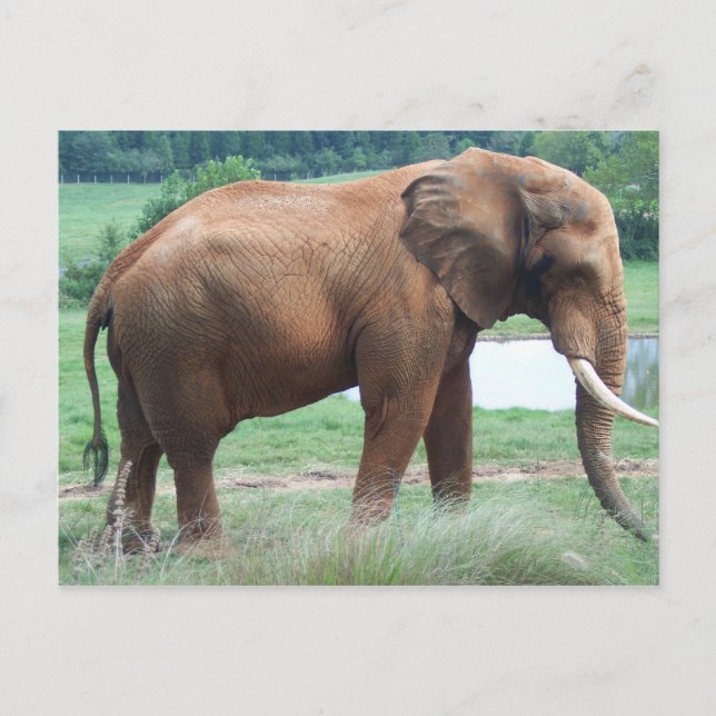 Elephant Postcard (Front)