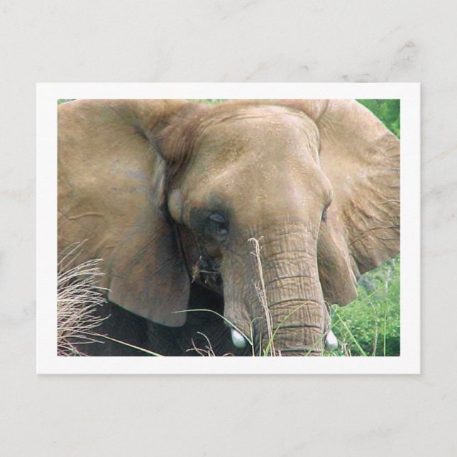 Elephant Postcard (Front)