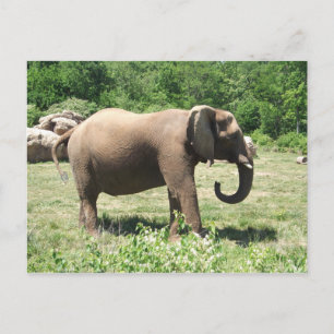 Elephant Postcard