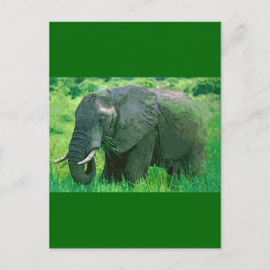 Elephant Postcard