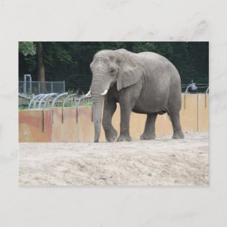 Elephant Postcard
