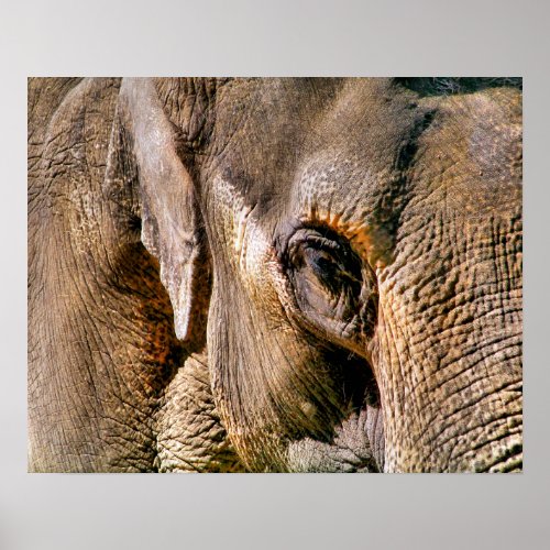 ELEPHANT POSTER