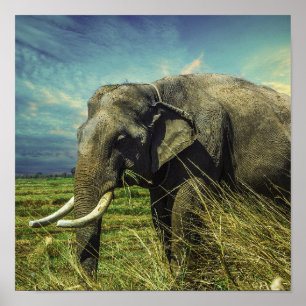 Elephant Poster