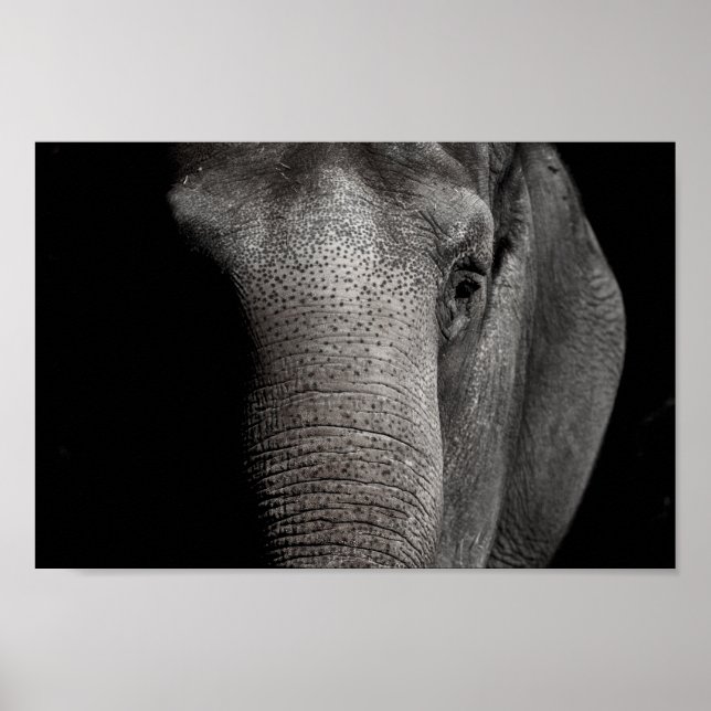 Elephant Poster (Front)