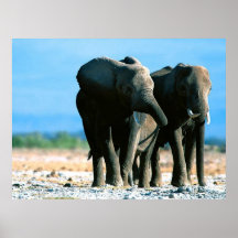 Elephant Posters