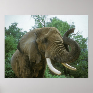 Elephant Posters