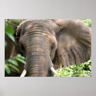 Elephant  Print