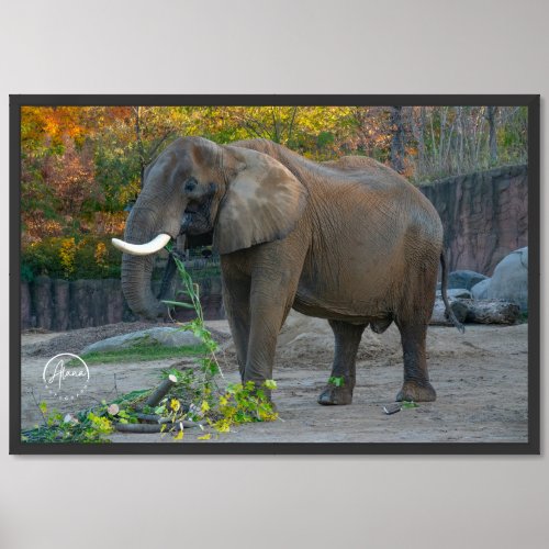 Elephant Print _ Cleveland OH Zoo