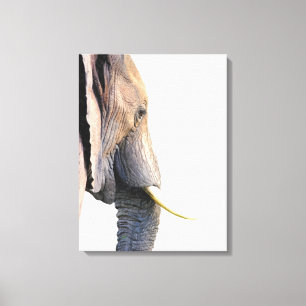 Elephant profile jungle animal portrait canvas print