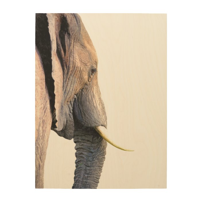 Elephant Profile Jungle Animal Portrait Wood Wall Art Zazzle Com