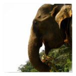 Elephant Profile Poster