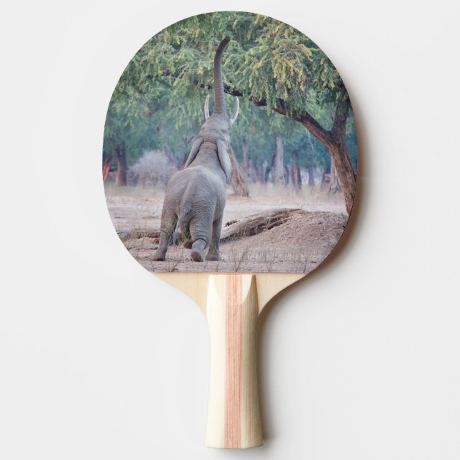 Elephant reaching for Acacia tree Ping-Pong Paddle (Front)