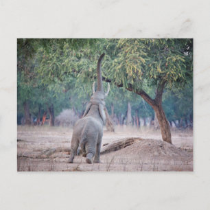 Elephant reaching for Acacia tree Postcard
