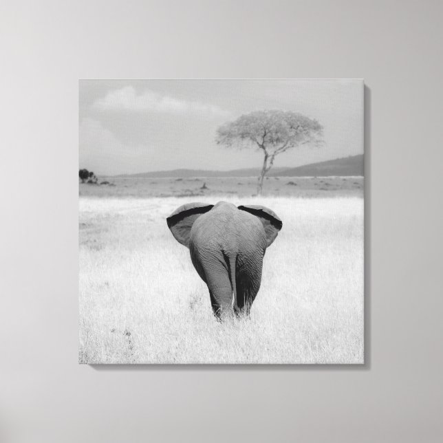 Elephant, rear view Wrapped Canvas Print (Front)
