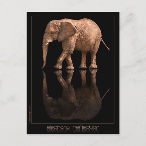 Elephant Reflection Postcard
