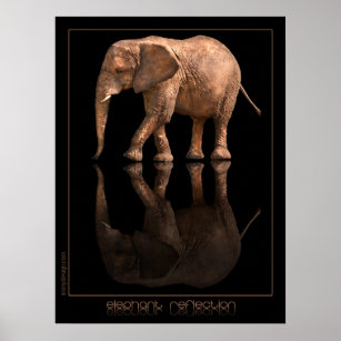 Elephant Reflection Poster