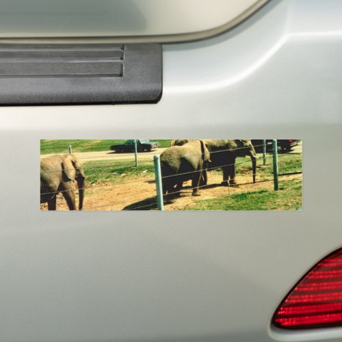 Elephant Road Bumper Sticker