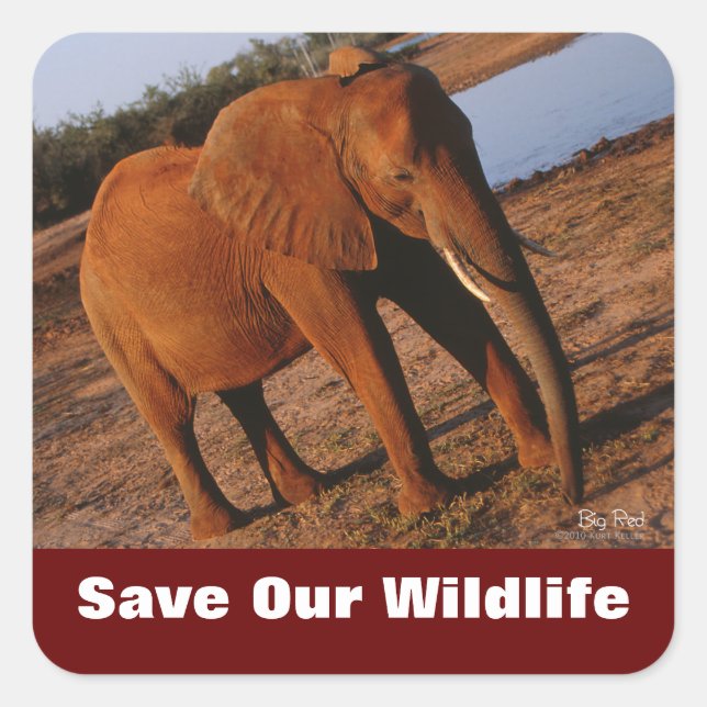 Elephant Save Our Wildlife Stickers (Front)