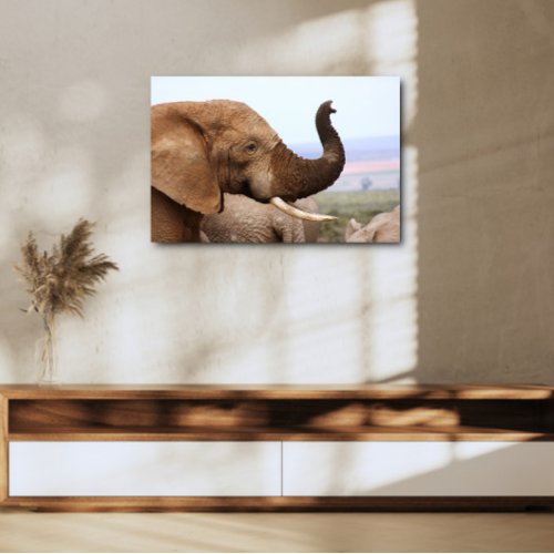 Elephant scents Canvas Framed