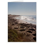 Elephant Seal (Front)