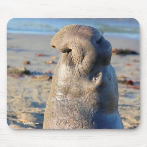 Elephant Seal bull Mouse Pad