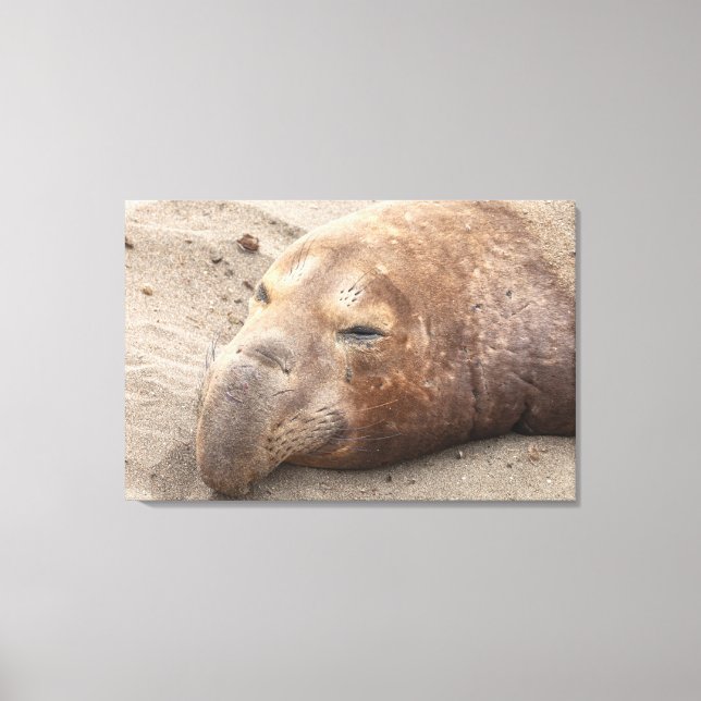 Elephant Seal  Canvas Print (Front)