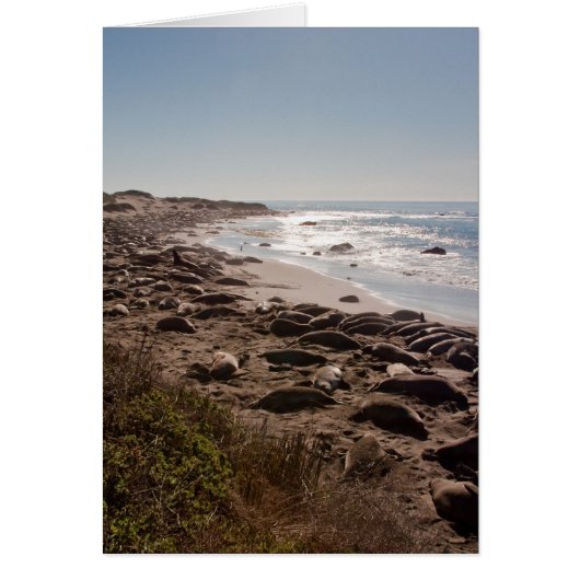 Elephant Seal Cards (Front)