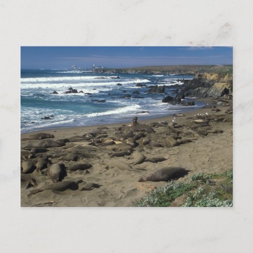 Elephant Seal Colony California Coast Postcard