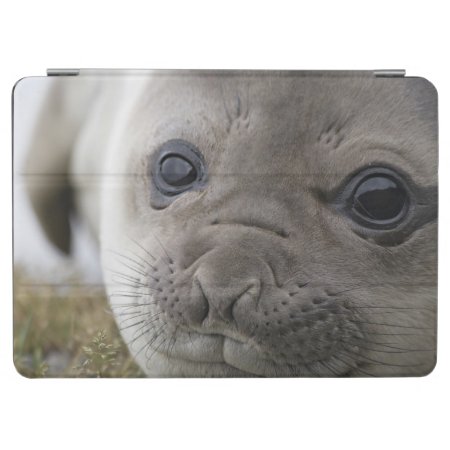 Elephant Seal Mirounga Leonina) Cub In The Ipad Air Cover