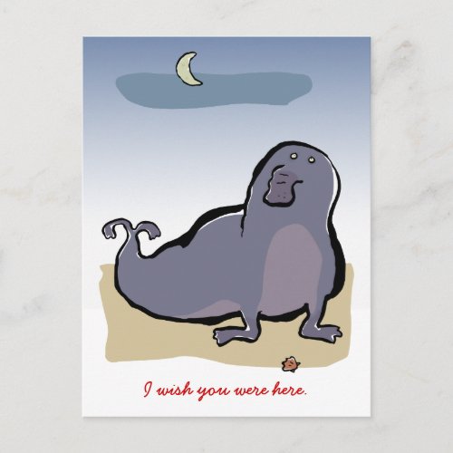 elephant seal postcard