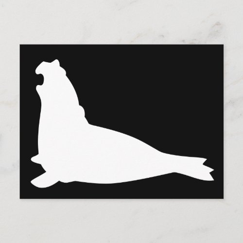Elephant Seal Postcard Whiteblack