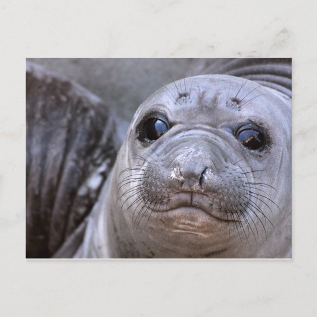 Elephant Seal Pup Postcard (Front)