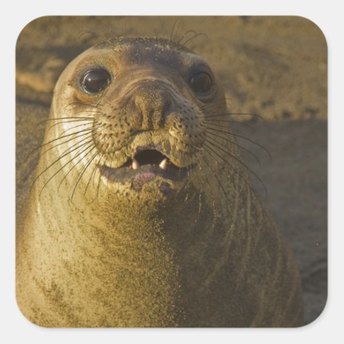 Elephant seal rookery near San Simeon in Big