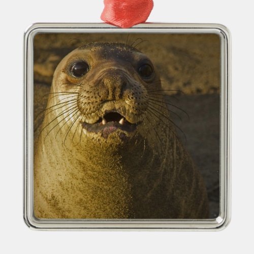 Elephant seal rookery near San Simeon in Big Metal Ornament