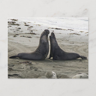 Elephant Seals Fighting Postcard
