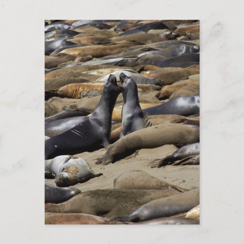 Elephant Seals Fighting Postcard