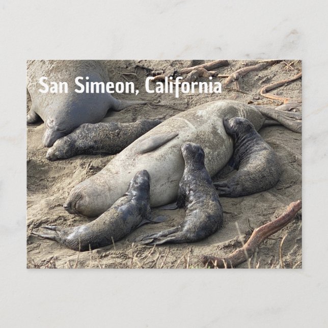 Elephant Seals Postcard (Front)