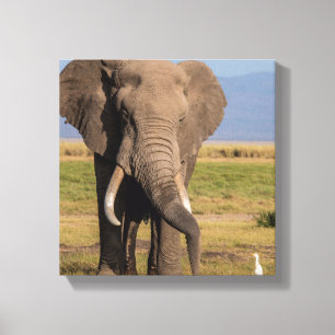 Elephant Searching Canvas Print