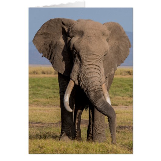 Elephant Searching Cards (Front)
