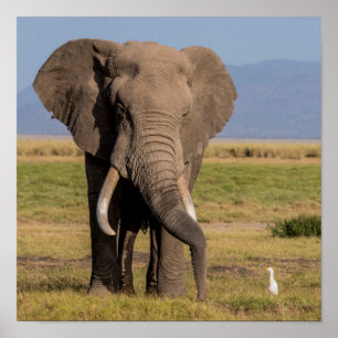 Elephant Searching Poster