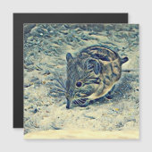 elephant shrew (Macroscelididae]) (Front/Back)