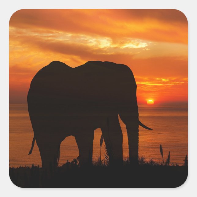 Elephant Silhouette at Sunset Square Sticker (Front)