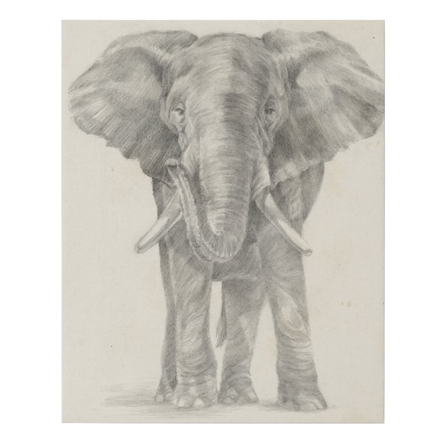 Elephant Sketch Faux Canvas Print (Front)