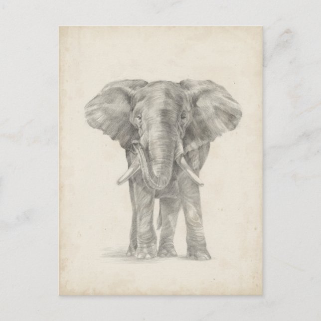Elephant Sketch Postcard (Front)