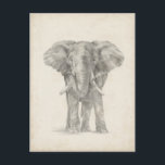 Elephant Sketch Postcard<br><div class="desc">This sketch features an African elephant | Ethan Harper. Image ID: 116578Z</div>