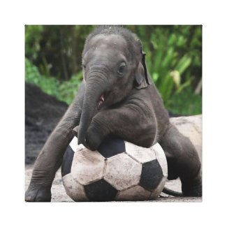 Elephant Soccer Wrapped Canvas Print