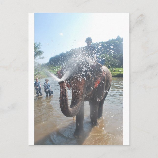 Elephant spraying water postcard (Front)