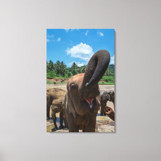 Elephant Sri Lanka Canvas Print (Front)