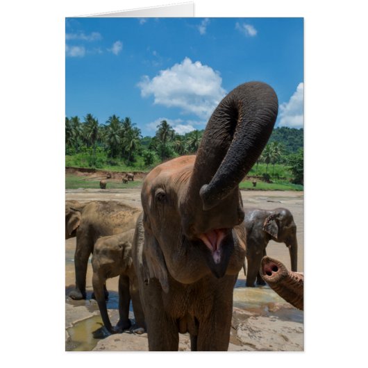 Elephant Sri Lanka Cards (Front)